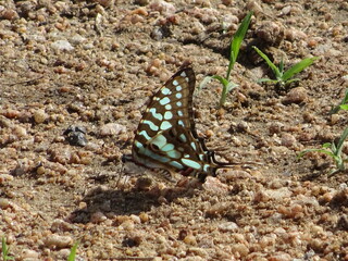 Papillon