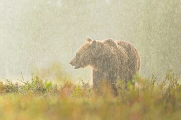 Brown bear in the heavy rain