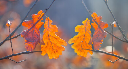 closeup red dry oak tree branch on forest glade