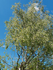 Populus tremula | Common aspen or quaking aspen, Greenish-white bark with dark grey diamond-shaped lenticels. Round leaves with serrated margin yellow to red in fall trembling in light breezes