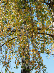 (Populus tremula) Row of European aspens with smooth white trunk and fine hanging branches covered of green, yellow and reddish foliage along a path under a blue autumn sky 