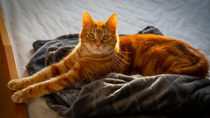 Chat roux regardant couché.