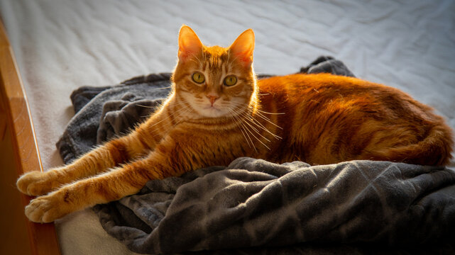 Chat roux regardant couch&eacute;.