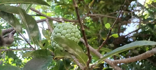 Custard apple on the tree