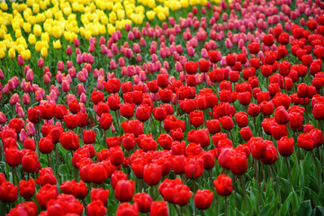 red and yellow tulips