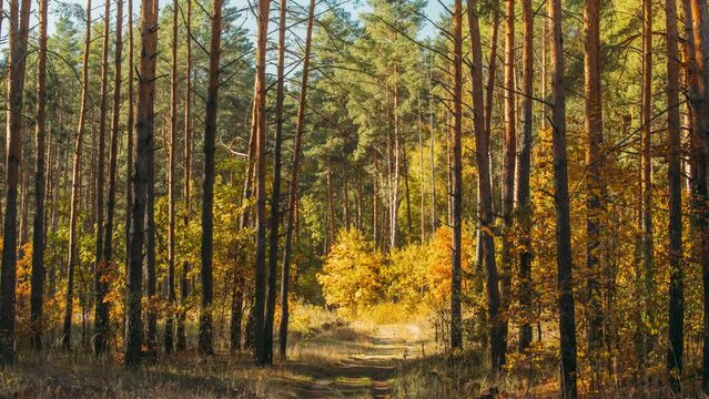 From Summer Green To Autumn Yellow. Autumn Mood. 4k Timelapse. Summer Autumn Forest Transition. Season Change Concept. Green Trees Turn Yellow. Pine Forest. Time Lapse, Time-lapse.