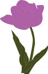 beautiful tulips bloom in purple