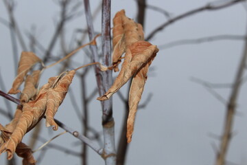 autumn leaves