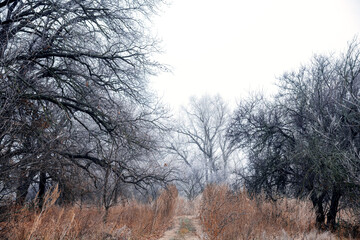 Oak forest in late autumn, fallen leaves