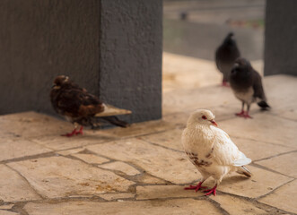 White pigeon