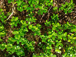 Forest Soil with Grass