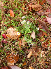 Autumn Leaves and White Flowers