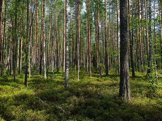 Fototapeta premium Summer Pine Forest