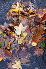 Colorful Autumn Leaves Float in Water