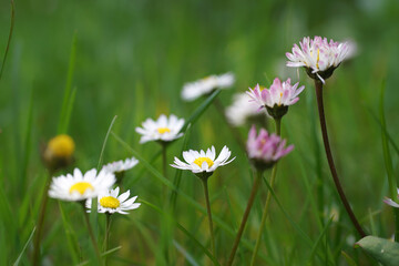 Fototapeta premium daisies in the grass