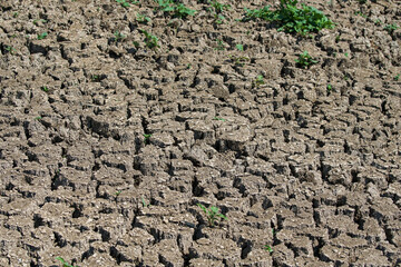Dried, cracked earth and the plants that grow in between, rebirth