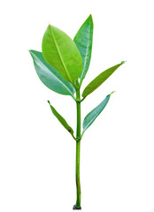 green plant  isolated and save as to PNG file