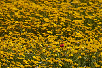 Flower fields of Cap Bon, north east Tunisia