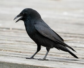 Closeup shot of a common raven on a wooden surface