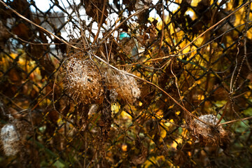 texture of autumn plants in golden color