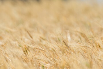 Wheat fields of Cap Bon, north east Tunisia