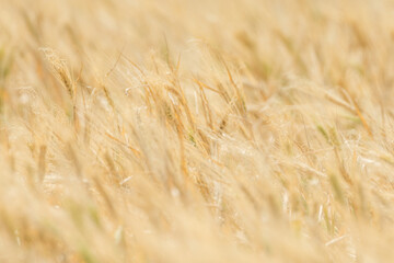 Wheat fields of Cap Bon, north east Tunisia