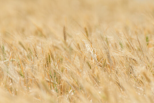 Wheat fields of Cap Bon, north east Tunisia © skazar