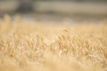 Wheat fields of Cap Bon, north east Tunisia