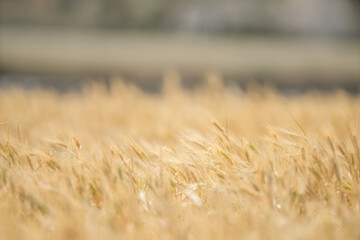 Wheat fields of Cap Bon, north east Tunisia