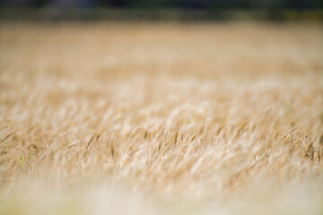 Wheat fields of Cap Bon, north east Tunisia