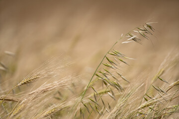 Wheat fields of Cap Bon, north east Tunisia