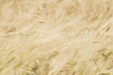 Wheat fields of Cap Bon, north east Tunisia