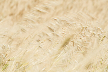 Wheat fields of Cap Bon, north east Tunisia