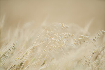 Wheat fields of Cap Bon, north east Tunisia