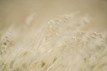 Wheat fields of Cap Bon, north east Tunisia