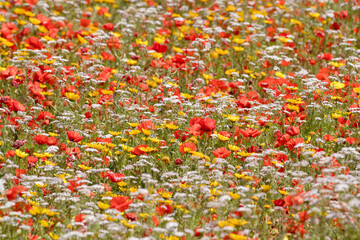 Flower fields of Cap Bon, north east Tunisia