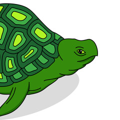 Obraz premium Turtle vector illustration