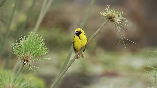 A yellow weaver bird is sitting on the stem of a papyrus plant, fluttering its wings, then flying off.