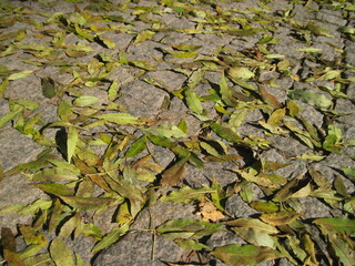 green leaves on he cobblestone road