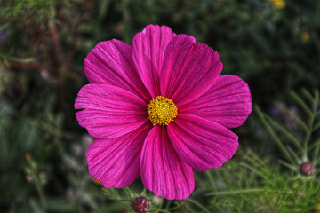 Blüten, Blumen, Garten, Blüte