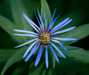 Closeup of a delicate blue Aster flower