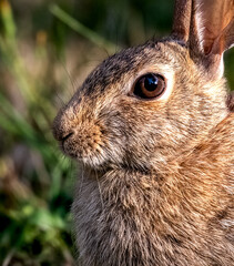 Closeup of a rabbit with sharp eye and whisker detail