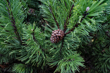 closeup pine cone on green background 