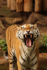 Fototapeta na wymiar Tiger von vorne mit offenem Maul
