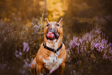 Portrait of a ginger bull terrier licking its muzzle, which sits among pink heather flowers in an evening forest. Walking with a dog in nature.