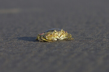 crabs, crabs, crab's head, eye