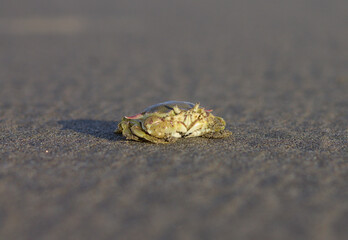 crabs, crabs, crab's head, eye