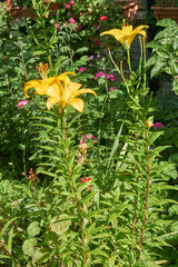 Fototapeta premium Beautiful lily flower in the garden