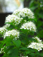 spirea (Spiraea) shrub blooms with lush white flowers in spring