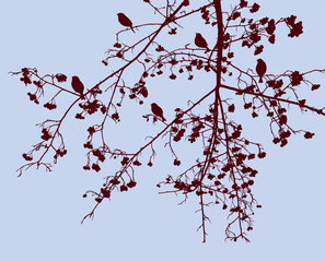 Silhouettes of sparrows on branches rowan tree with ripe berries